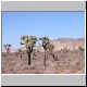 Joshua Trees