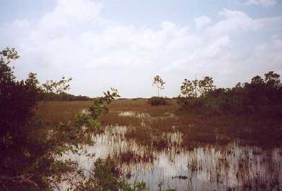everglades.jpg (16255 Byte)