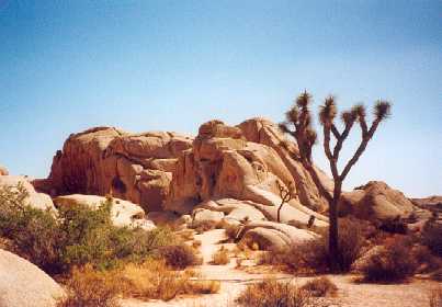 joshuatree.jpg (18636 Byte)