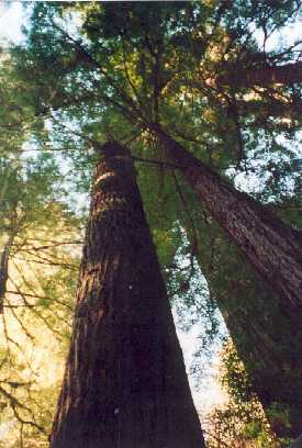 redwood.jpg (25476 Byte)